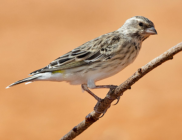 Black-throated Canary